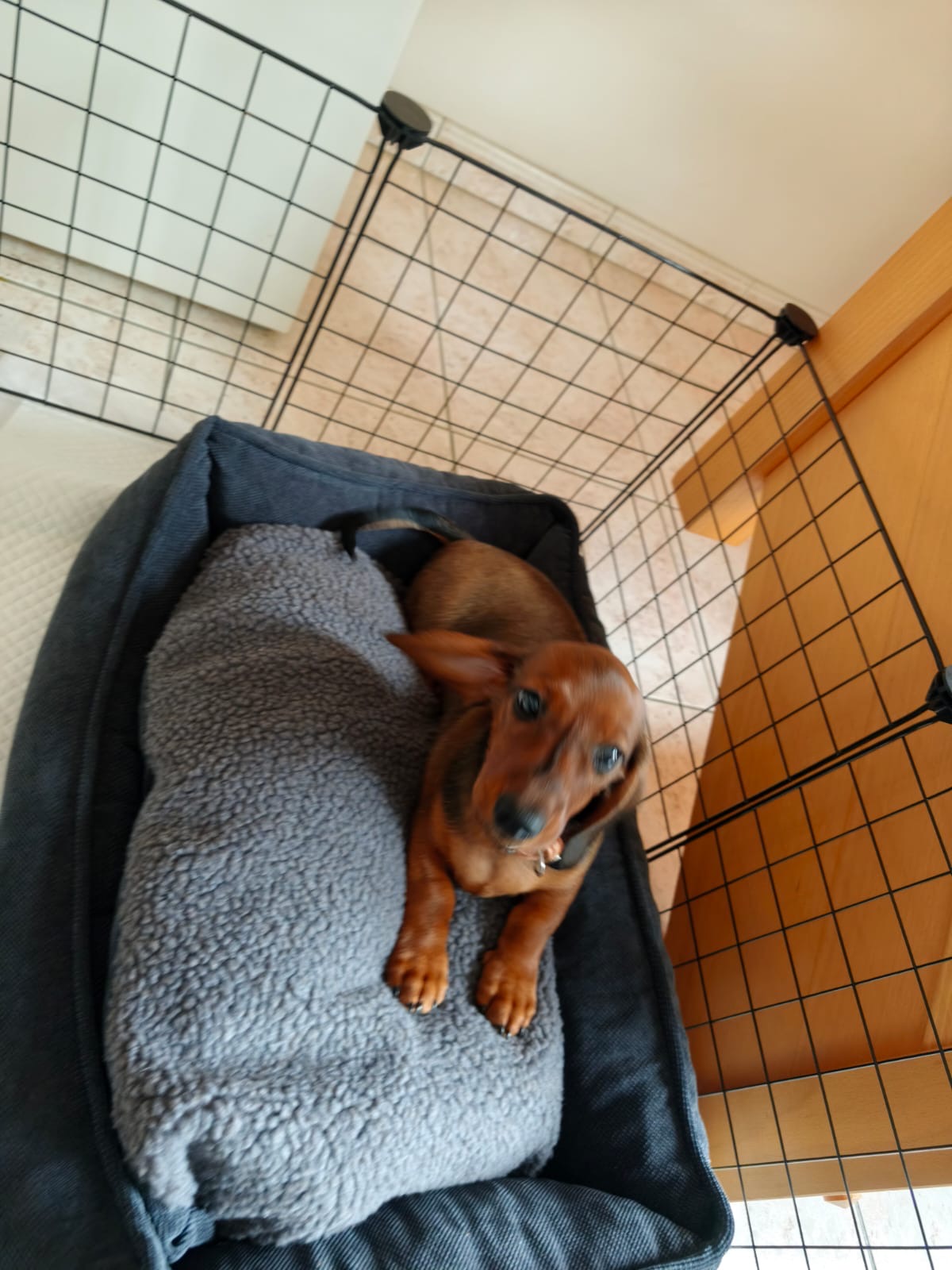 Petit chien dans son espace de repos