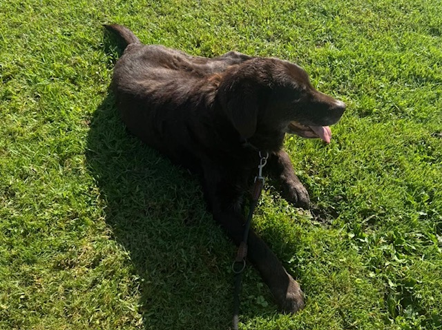 Chien profitant d’une sortie dans l’herbe