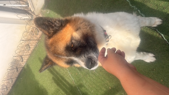 Chien accueilli dans le jardin