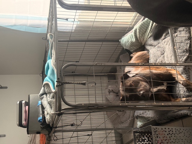 Chien installé dans son espace de repos