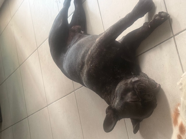 Chien se reposant à l’intérieur