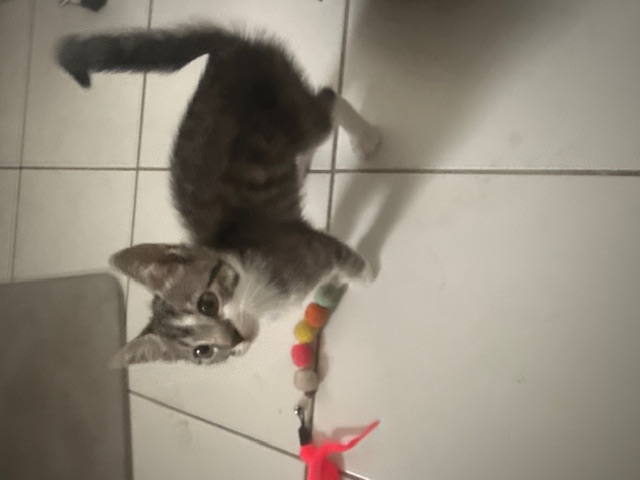 Chaton accompagné lors d’une visite