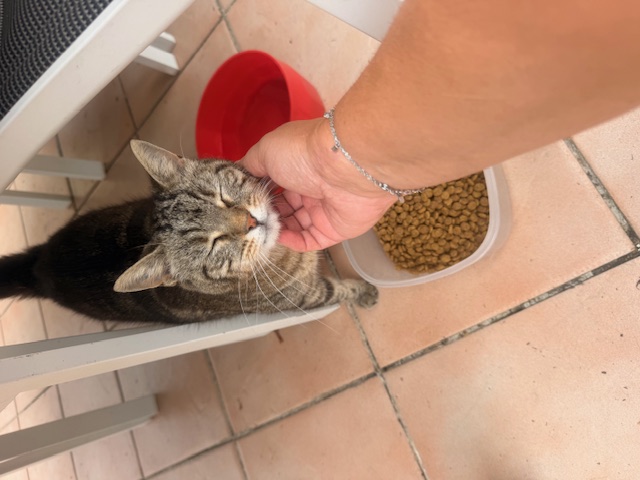 Chat recevant de l’attention pendant sa visite