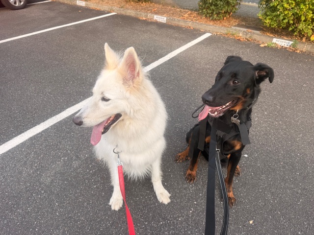Deux chiens pendant une promenade