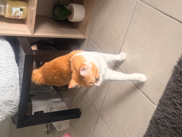 Chat accompagné à son domicile