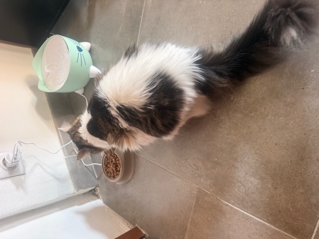 Chat prenant son repas à domicile