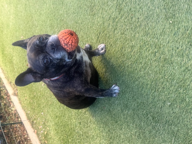 Chien accueilli jouant avec sa balle