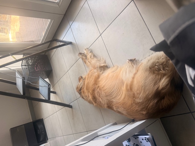 Chien au repos dans la maison