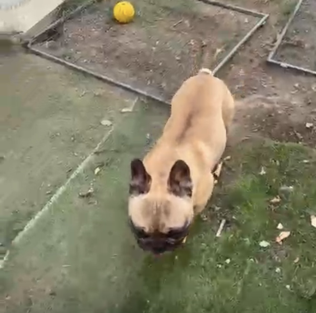 Chien accueilli dans le jardin