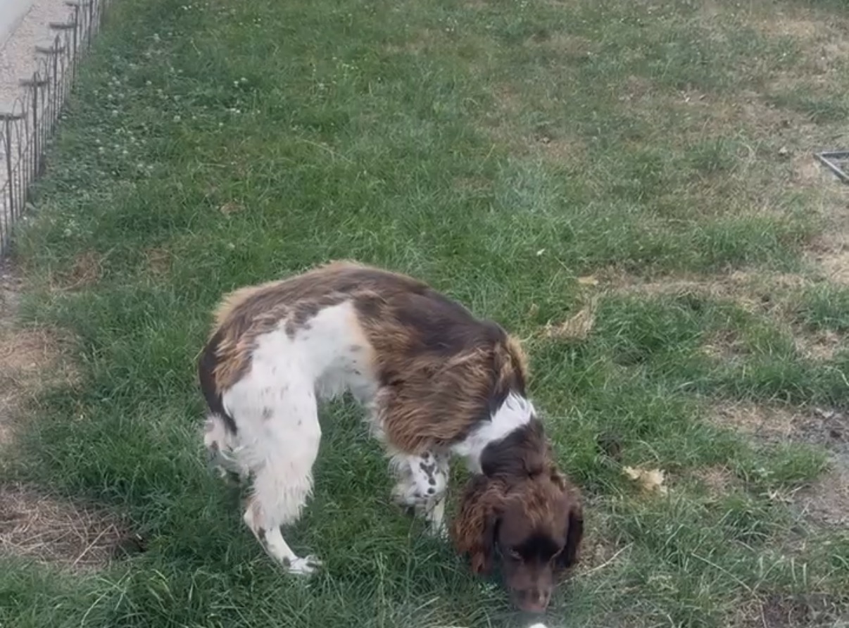 Chien explorant le jardin