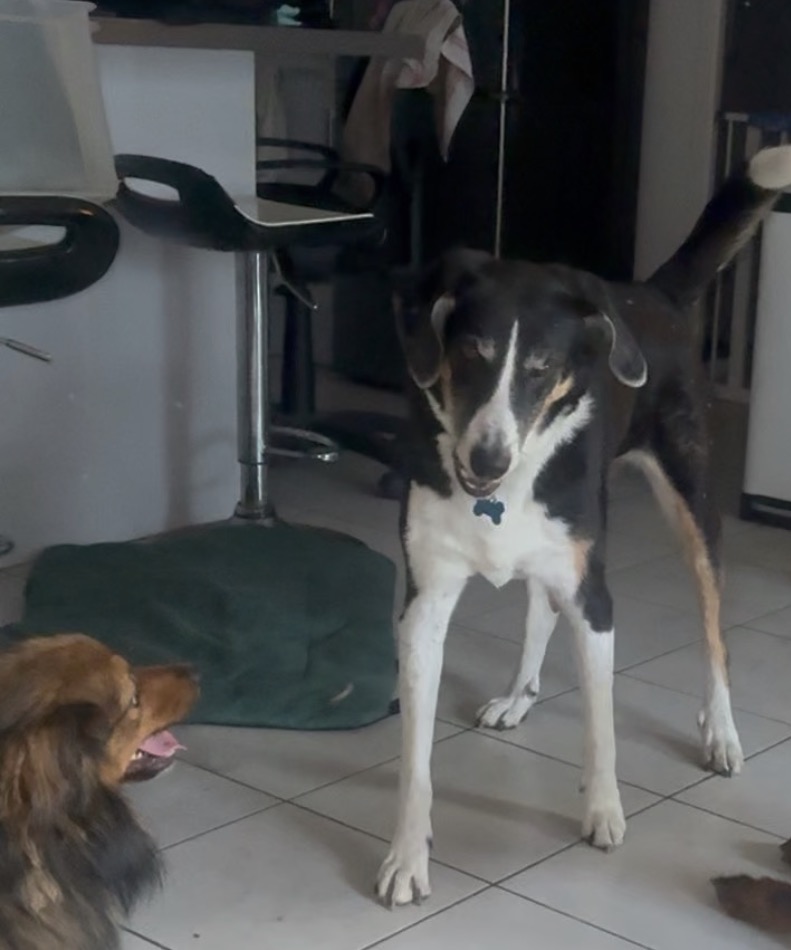 Chiens accueillis ensemble à l’intérieur