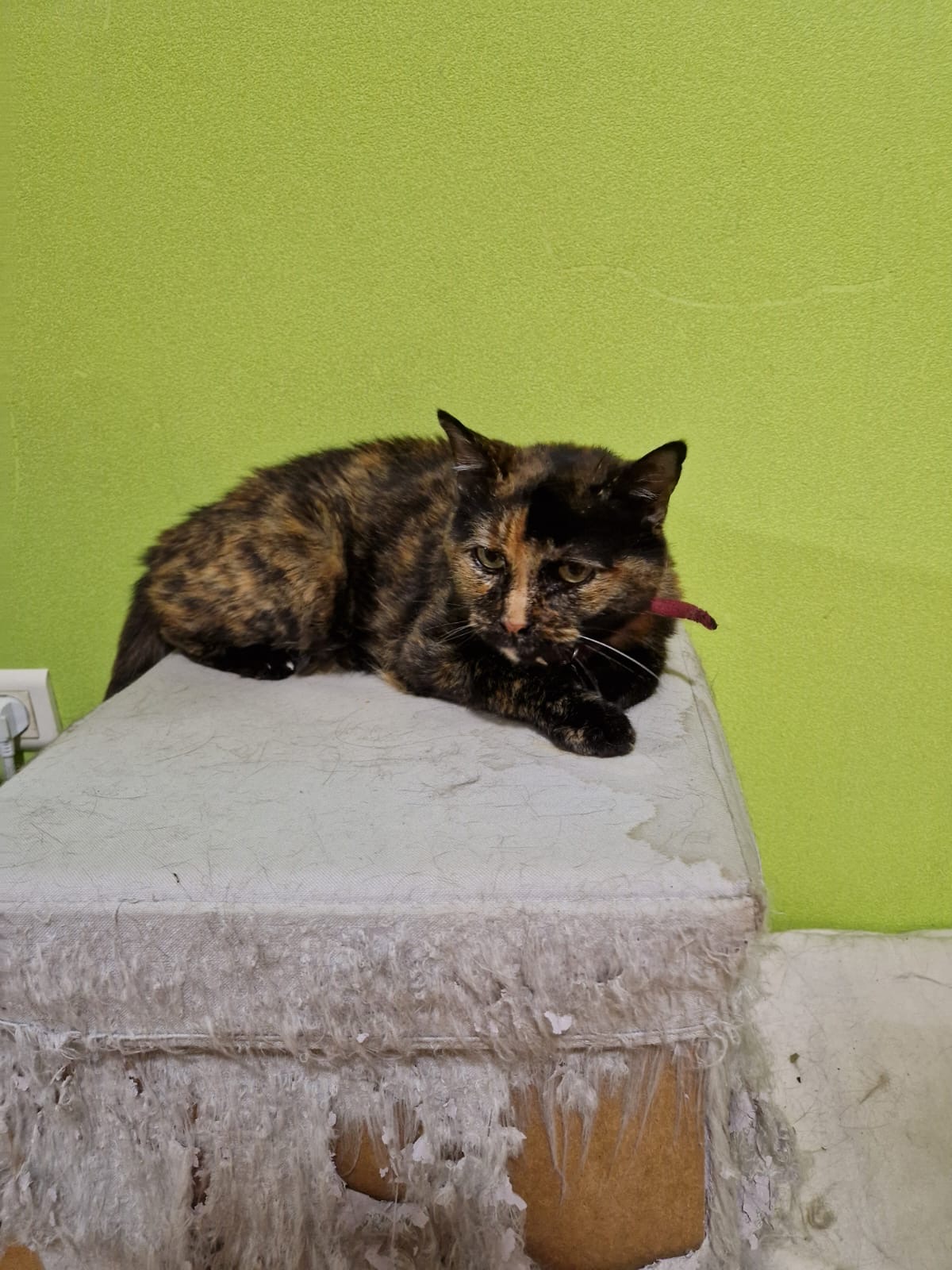 Chat accompagné lors d’une visite à domicile